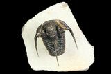 Bumpy Cyphaspis Trilobite - Ofaten, Morocco #92926-5